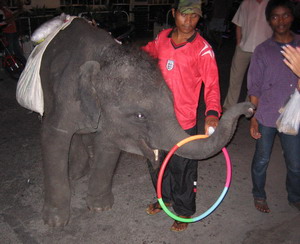 Játékos elefántbébi a bangkoki éjszakában.